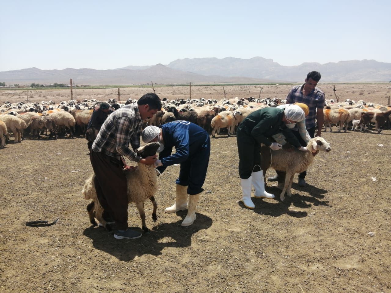 درمان رایگان ۲۰ هزار رأس دام در شهرستان خاتم