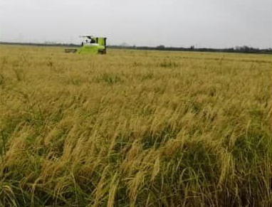 برداشت برنج ارگانیک در شالیزار‌های نکا