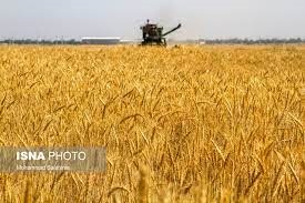 خودکفایی تولید گندم در سال آینده