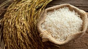 پیش بینی تولید ۲۳ هزار تن برنج سفید در نور