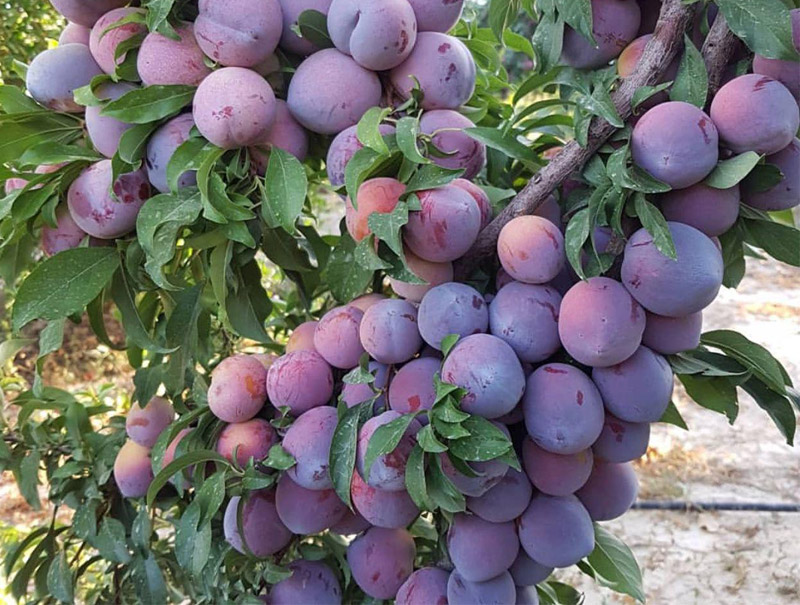 ۳۸ هزار تن آلو از باغات آذربایجان‌غربی برداشت می‌شود