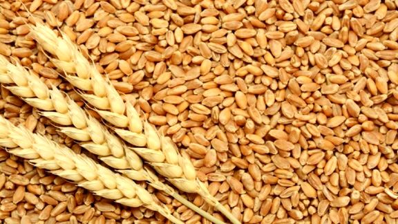 رشد ۸۸ درصدی خرید گندم در استان مرکزی