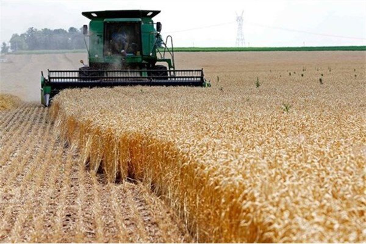 افزایش ۲۵ درصدی خرید گندم در خوزستان