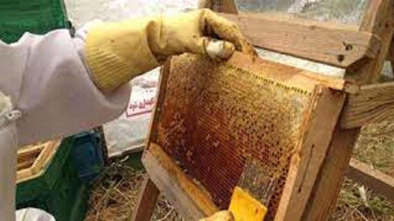 اردبیل رتبه سوم کشوری تولید عسل را کسب کرد