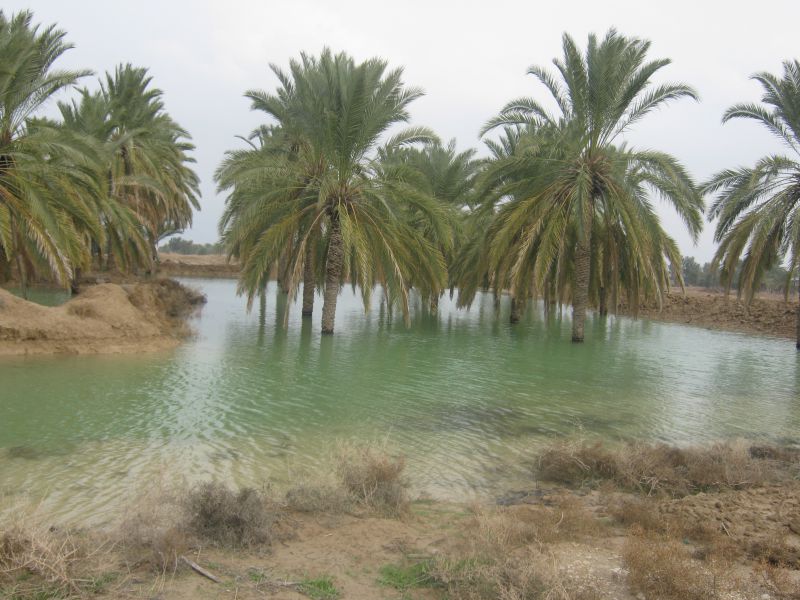 خسارت صد درصدی بارش‌های اخیر به محصولات نخلستان‌های دشتی و تنگستان