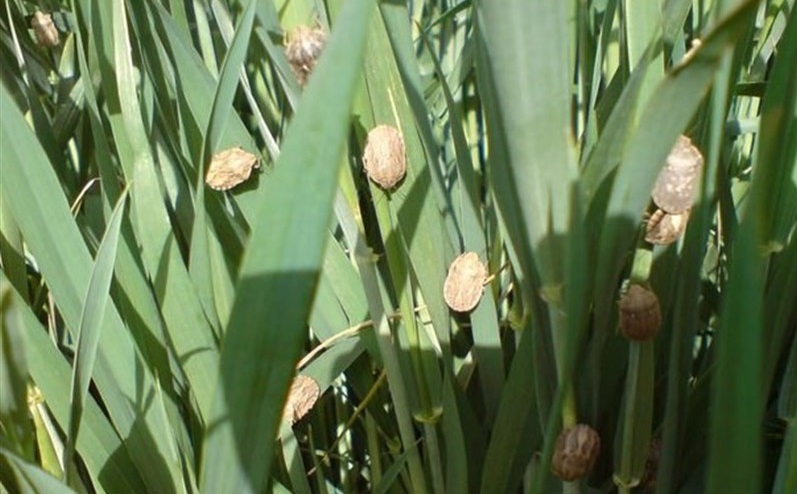 افزایش مبارزه با سن غلات در کشتزار‌های گندم خراسان رضوی