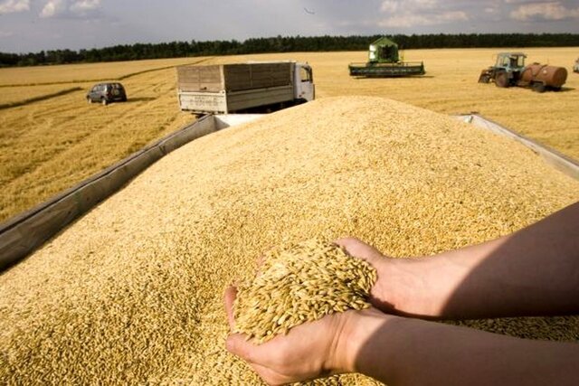 خرید بیش از ۳۸ هزارتن گندم از کشاورزان هرمزگانی