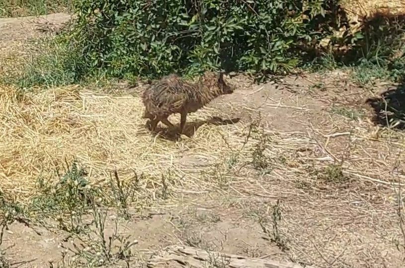 نجات سه قلاده شغال گرفتار شده در چاه آب کشاورزی در گرمه