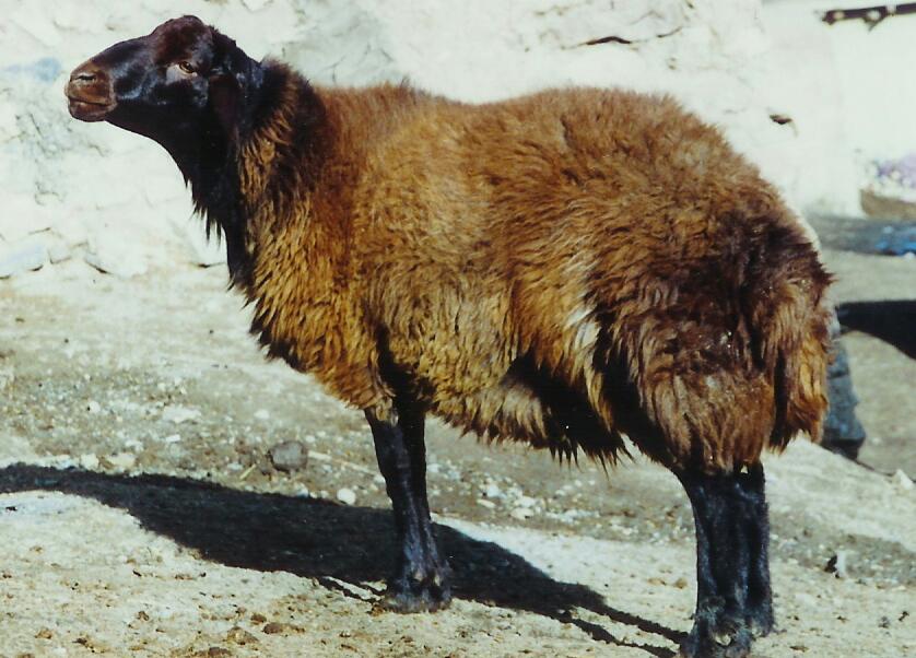 ثبت نخستین انجمن نژادی گوسفند کشور در استان زنجان