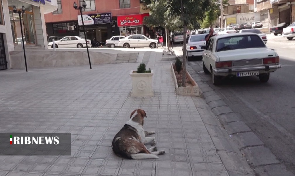 معضل جولان سگ‌ها در خیابان‌های سنندج