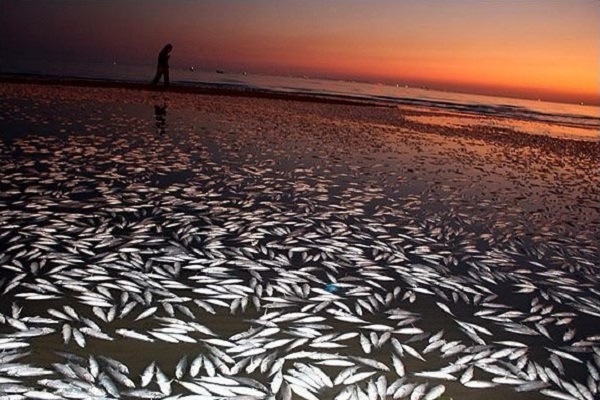 پیگیری دلیل مرگ ماهی‌ها در دریاچه نمک بندر امام خمینی