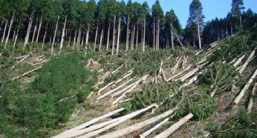 دستور دادستان تهران برای برخورد قاطع با عاملان قطع درختان