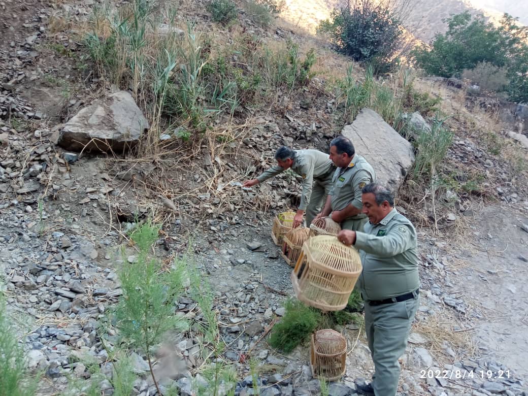 نجات ۶ قطعه کبک وحشی از دست دو شکارچی غیر مجاز در سنندج