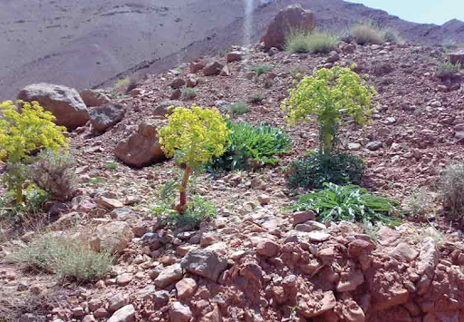بیشترین سطح توسعه کشت گیاهان دارویی کشور در خراسان جنوبی