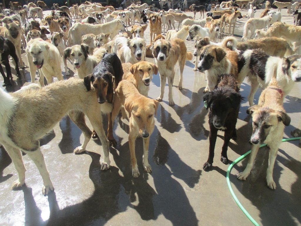 واکسیناسیون حدود ۵ هزار سگ در نیشابور در مقابل بیماری هاری