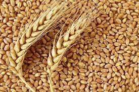 تولید ۱۰۰ درصد بذر گندم دیم زار‌ها در دولت سیزدهم