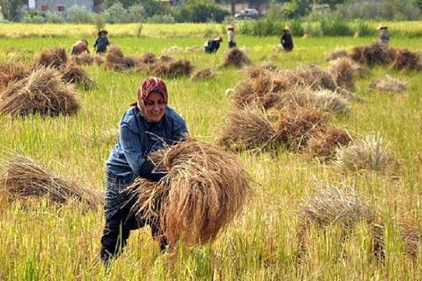 روند كاهشي قيمت برنج دربازار