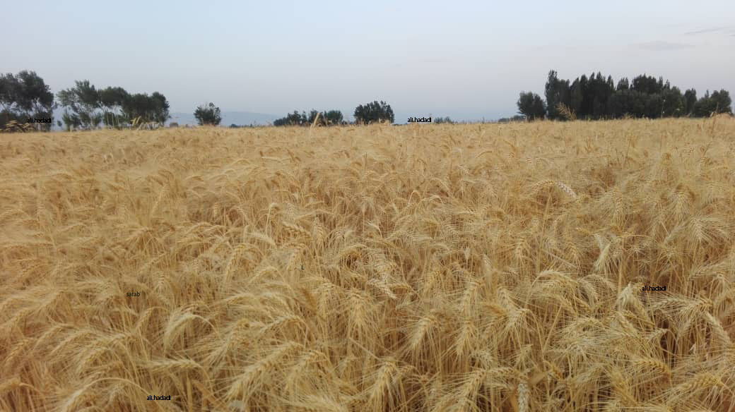 اجرای موفق طرح جهش تولید در دیم‌زار‌های شهرستان ارومیه