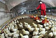 مجور افزایش ظرفیت جوجه ریزی در مرغداریهای خوزستان