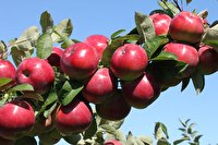 صادرات یک میلیون تنی سیب