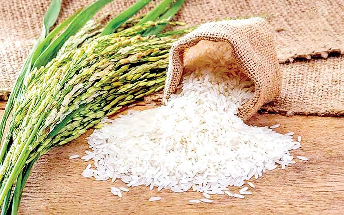 نیازی به واردات جدید برنج نیست