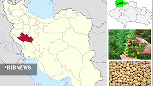 شهرستان دلفان رکورد دار تولید نخود در کشور