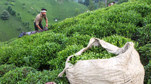 خرید بیش از ۸۰ هزار تن برگ سبز چای شمال