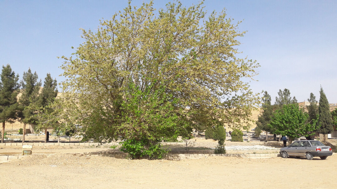 ثبت ملی درخت زرشک ۵۰۰ ساله چهارمست اسفراین