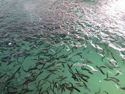 رهاسازی هفت میلیون بچه ماهی در رودخانه‌های خوزستان