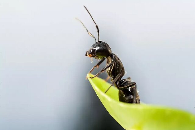 حفاظت از محصولات کشاورزی به کمک مورچه‌ها