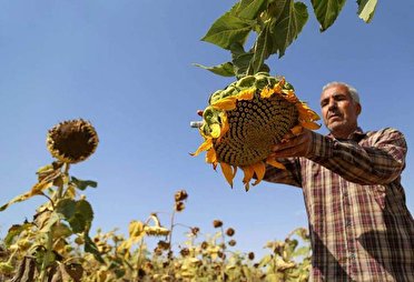 آغاز برداشت محصول درخوی؛ قطب  تخمه های آجیلی