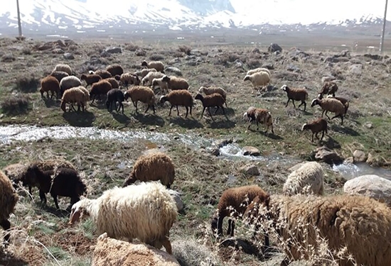 دامداران دام‌های خود را به مناطق مرتفع نبرند