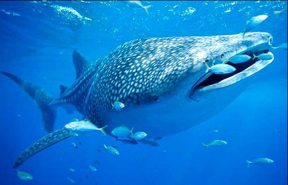 معرفی کوسه نهنگ ها بعنوان بزرگترین موجود همه‌چیزخوار جهان