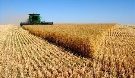 تولید افزون بر ۱۳۰ هزار تن گندم در مرودشت
