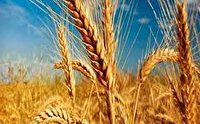 خرید تضمینی 213 هزار تن گندم از کشاورزان اذربایجان غربی