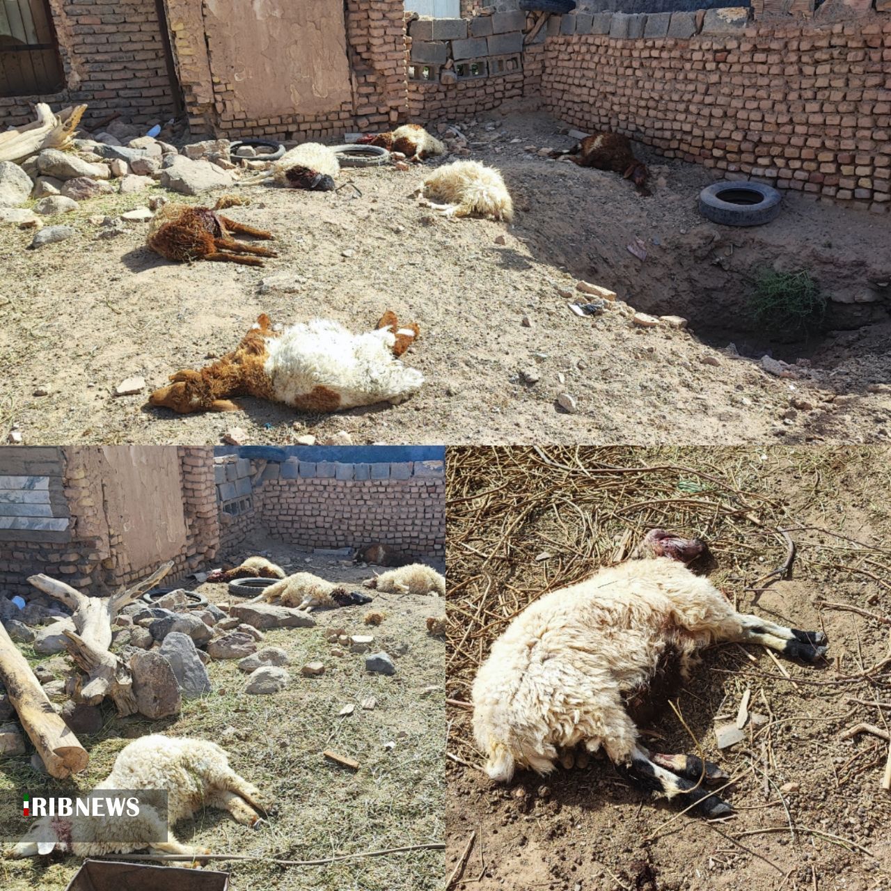 تلف شدن  ۱۱ رأس گوسفند در حمله سگ