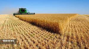 خرید تضمینی بیش از ۲۷۳ هزار تن گندم در استان