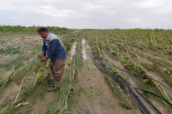 خسارت مانسون به کشاورزان و دامداران خوزستان/ خسارت‌ها جبران می‌شوند