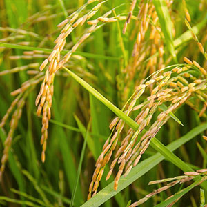 ساخت برنجی با کود کمترو ثمردهی بیشتر