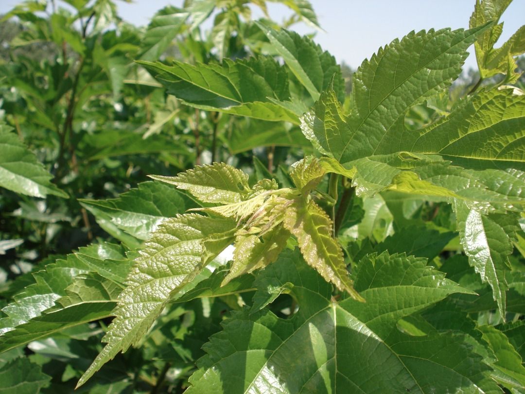 خودنمایی خورشید در آخرین ماه تابستان گیلان