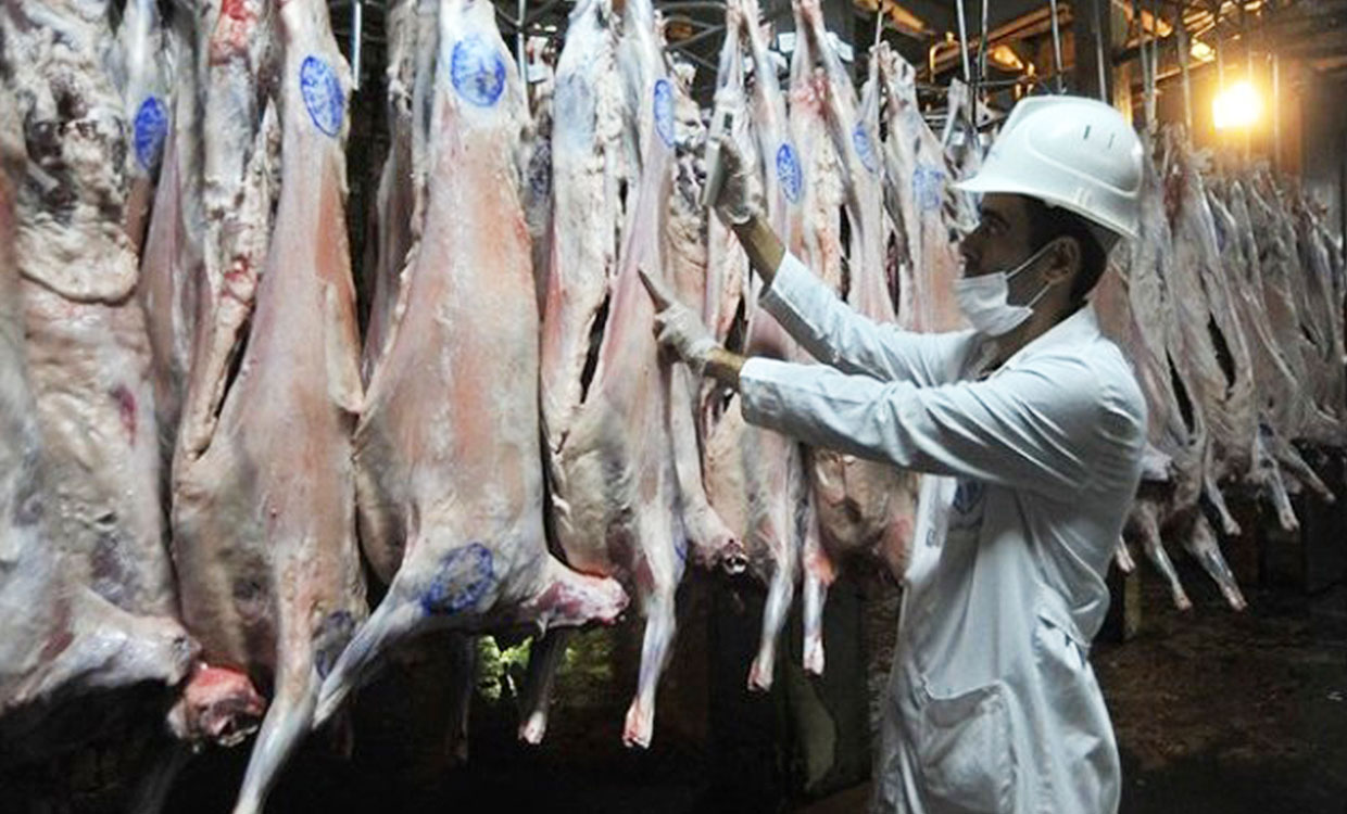 رشد ۷ درصدی تولید گوشت قرمز در استان قزوین