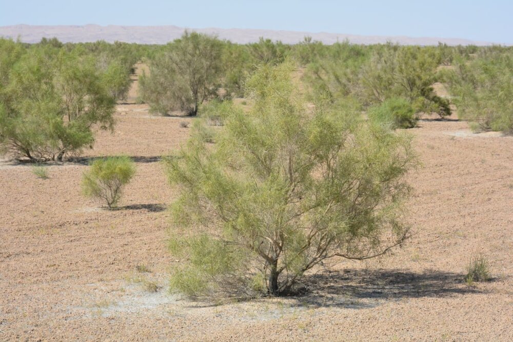 میزان بیابان زایی درایران، سالانه حدود یک میلیون هکتار