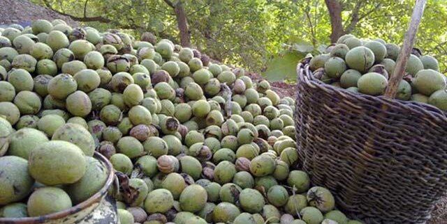 پیش بینی تولید ۱۲۰۰ تن گردو در مرودشت