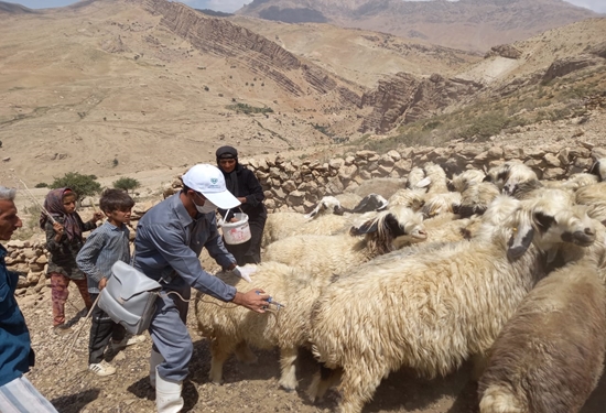 واکسینه شدن ۴۴ هزار راس دام روستایی و عشایر در اردوی جهادی دامپزشکی