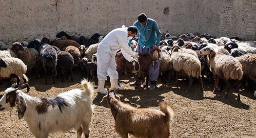 آغاز ریشه‌کنی کامل ۵ بیماری دامی