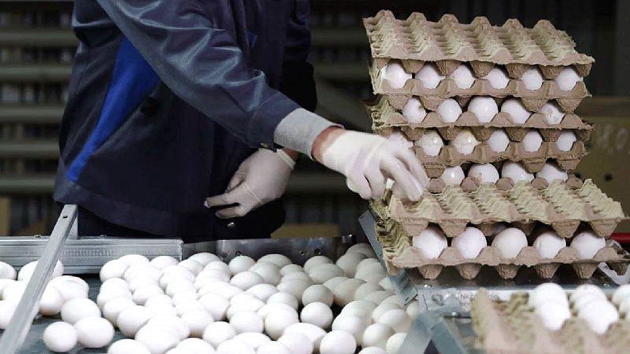 تولید ۱۶۵۰ تن تخم مرغ خوراکی در اردبیل