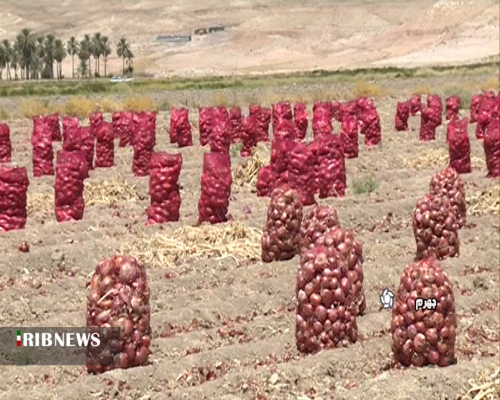 برداشت پیاز از مزارع کشاورزی شهرستان جهرم