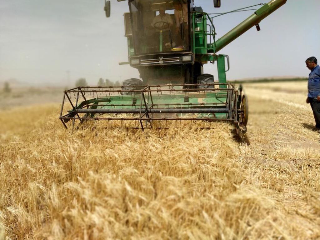 پایان برداشت محصول گندم در بخش رخ تربت حیدریه