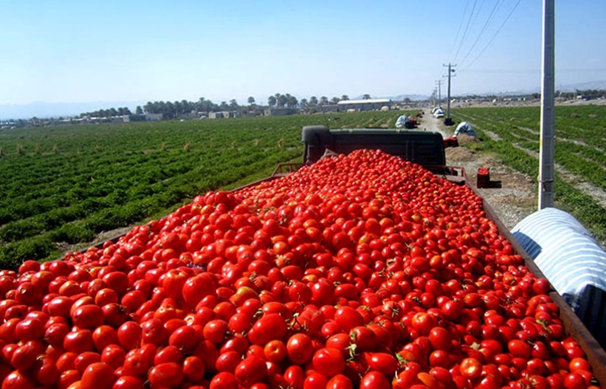 پیش بینی تولید ۱۲ هزار و  ۸۸۹ تن گوجه فرنگی از مزارع خراسان جنوبی 