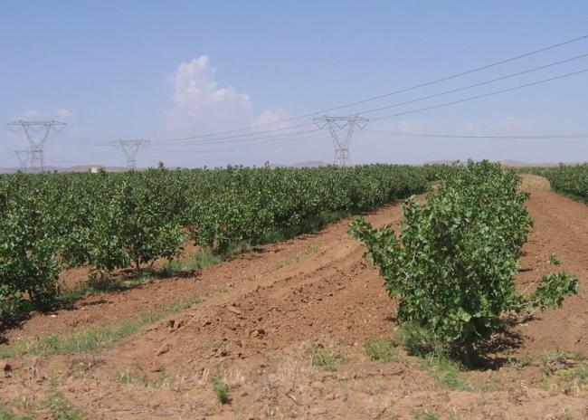 احتمال سرمازدگی محصولات کشاورزی در زنجان